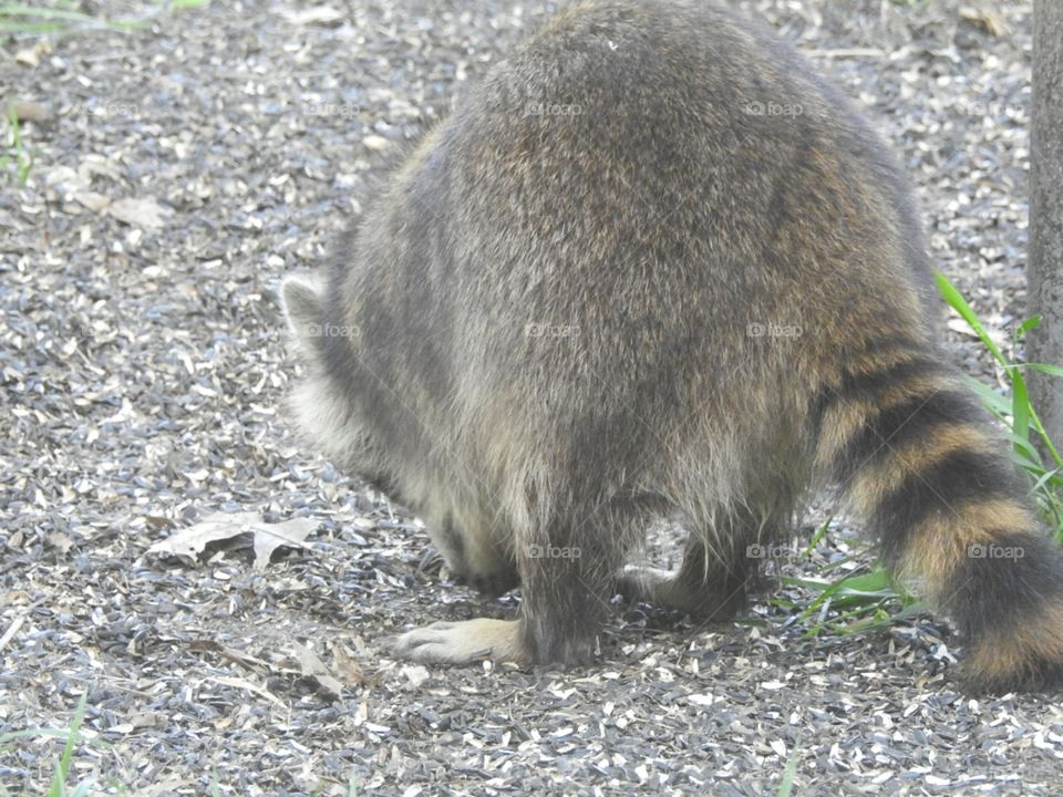 raccoon from behind