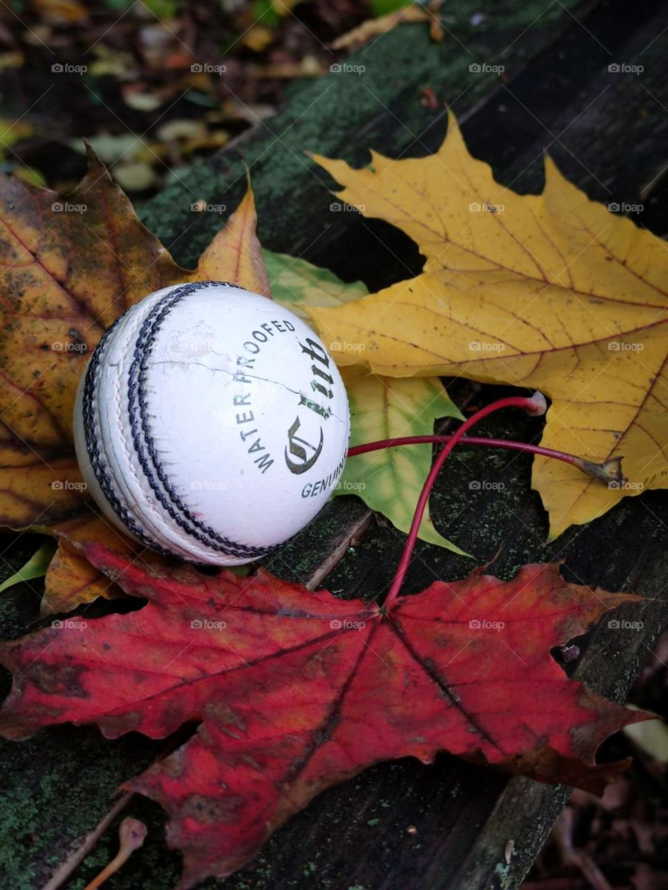 Multi-colored maple leaves and a white croquet ball lie on a wooden bench