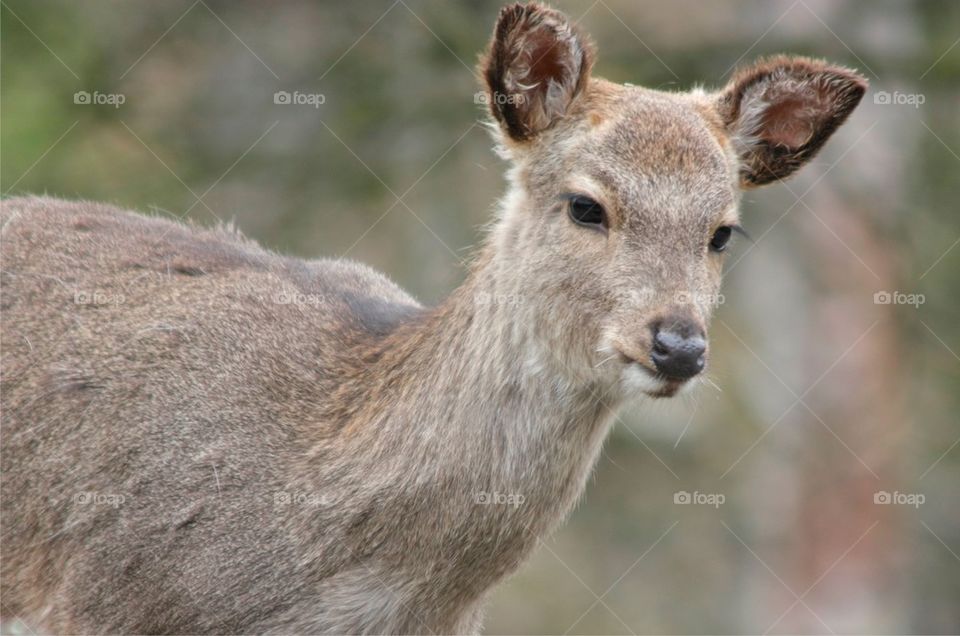 Portrait of roe deer