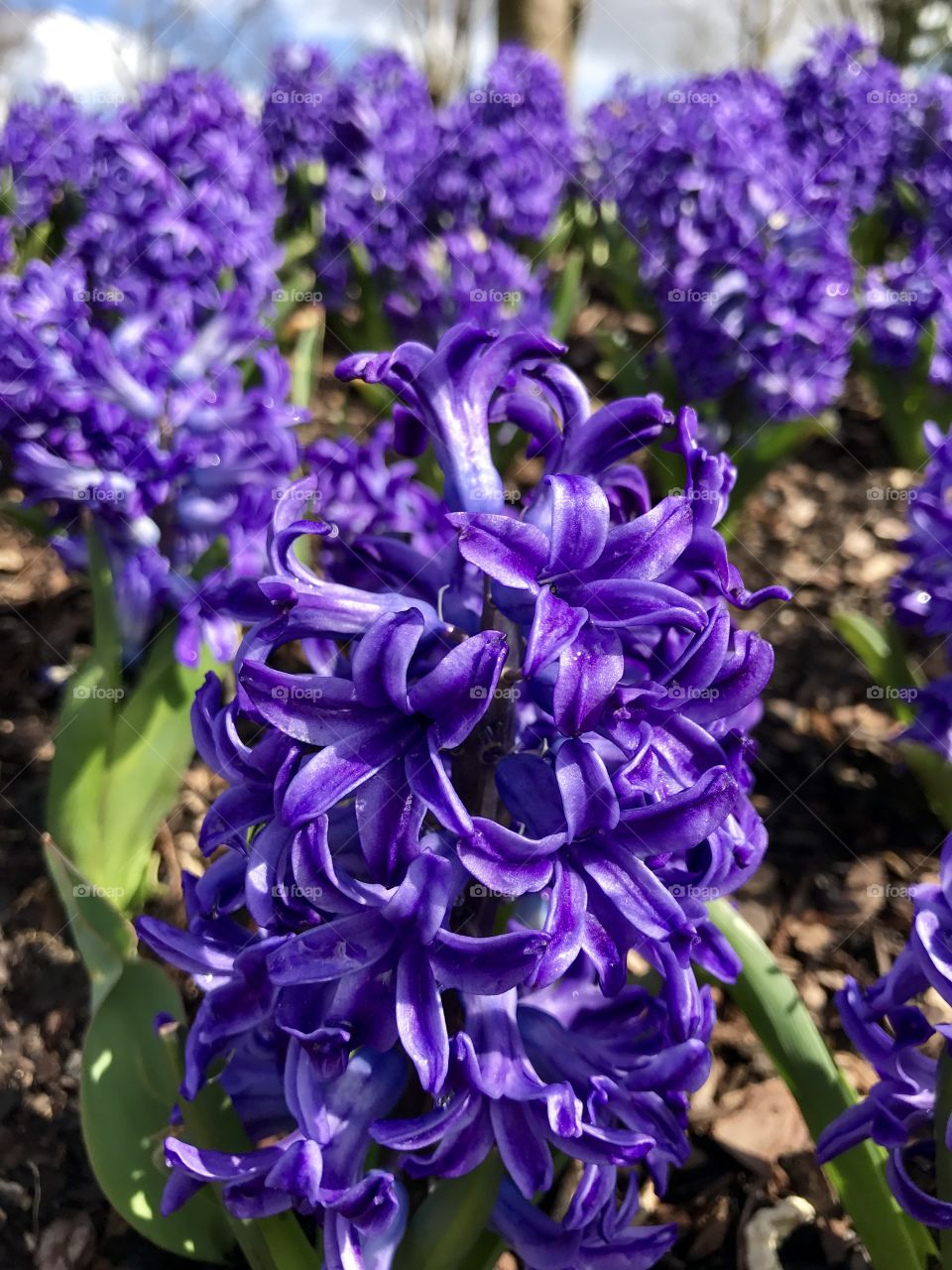 Purple flowers 