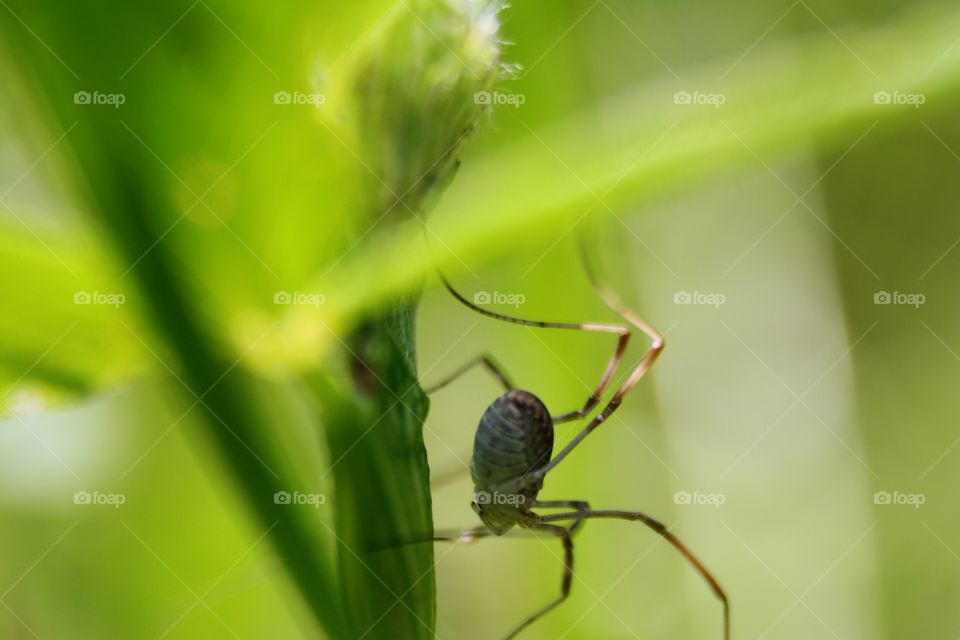 Spider in the grass