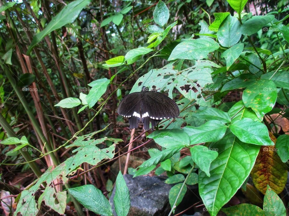 Butterflies are black and slightly striped white perch on the leaves