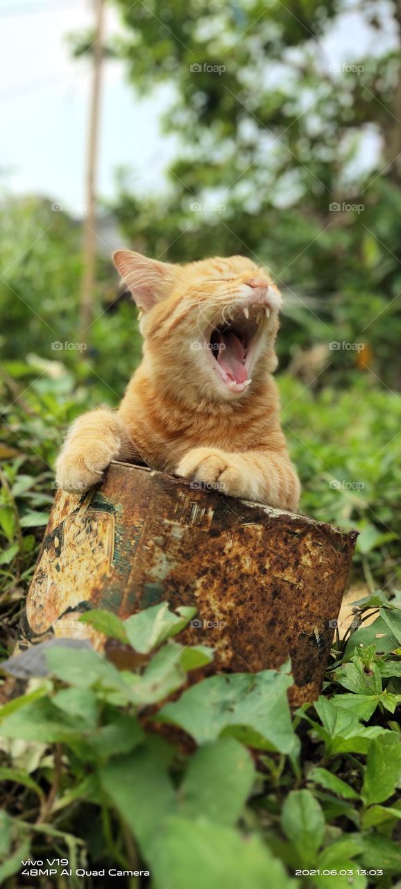 hungry stray cat in the yard