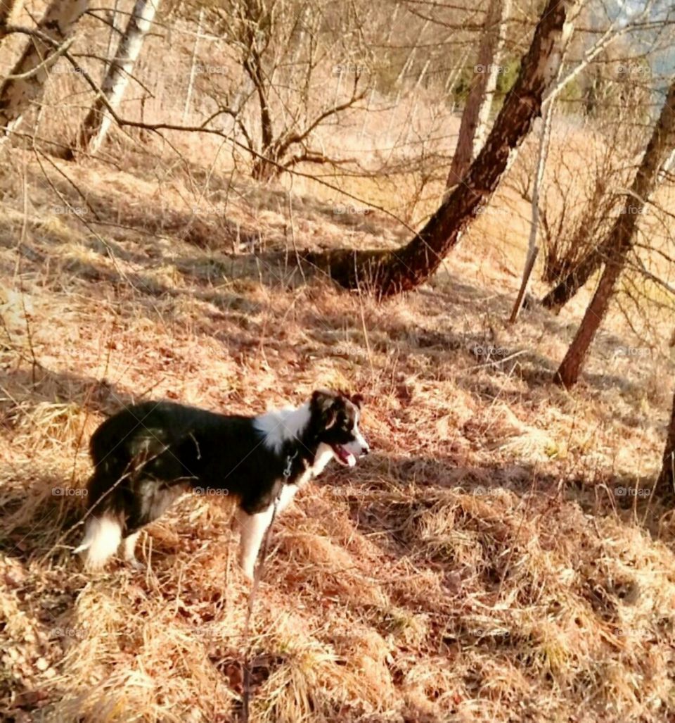Dog in nature