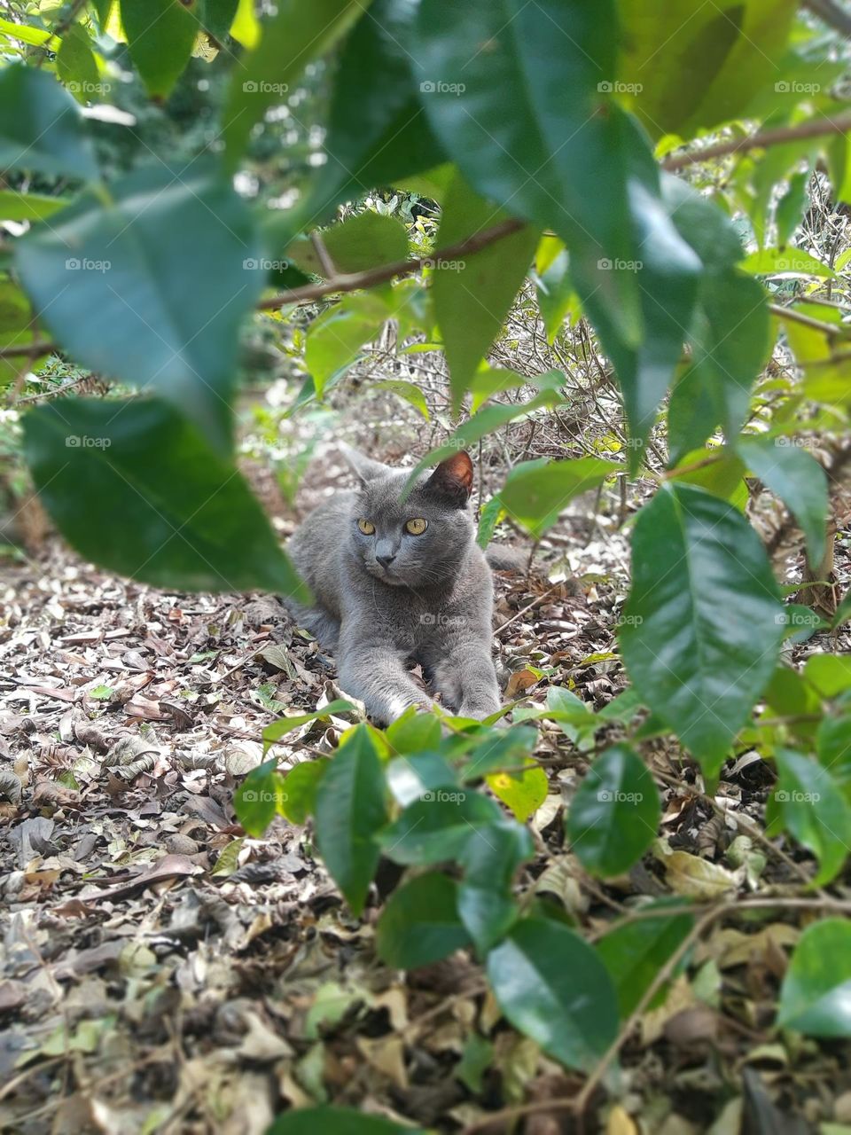 gray cat with plants