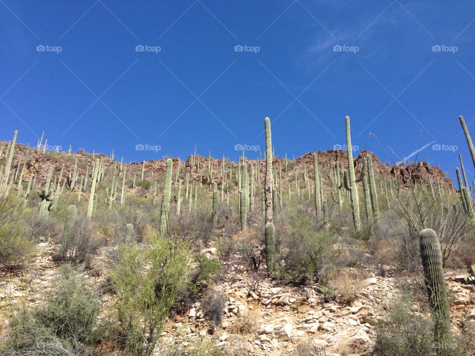Cactus roll. Hill side in Tucson AZ