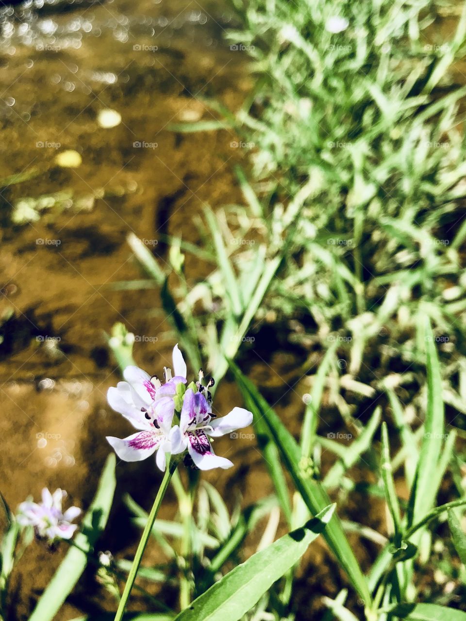 Flowering reeds in flowing creek 