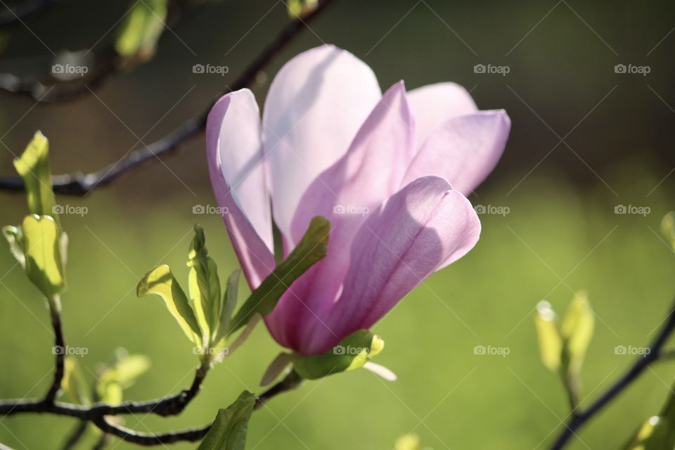 Flowering tree