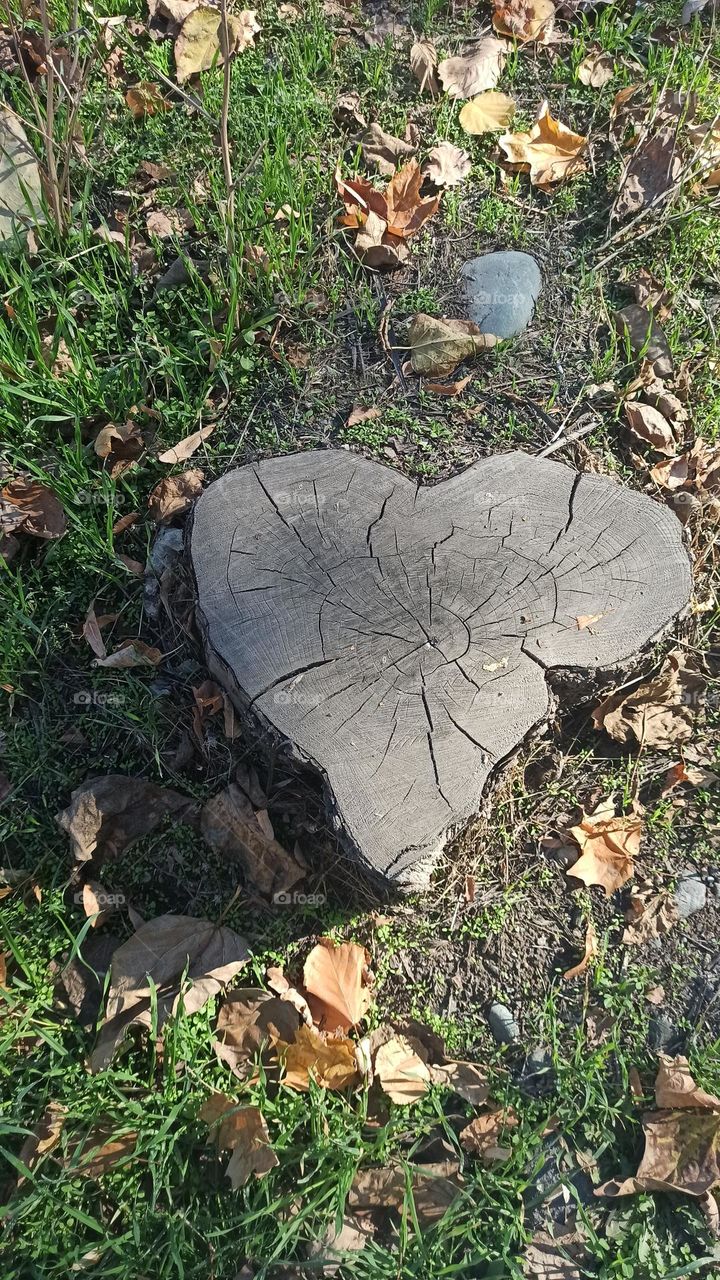 heart made with tree itself It love us Everyone who see..