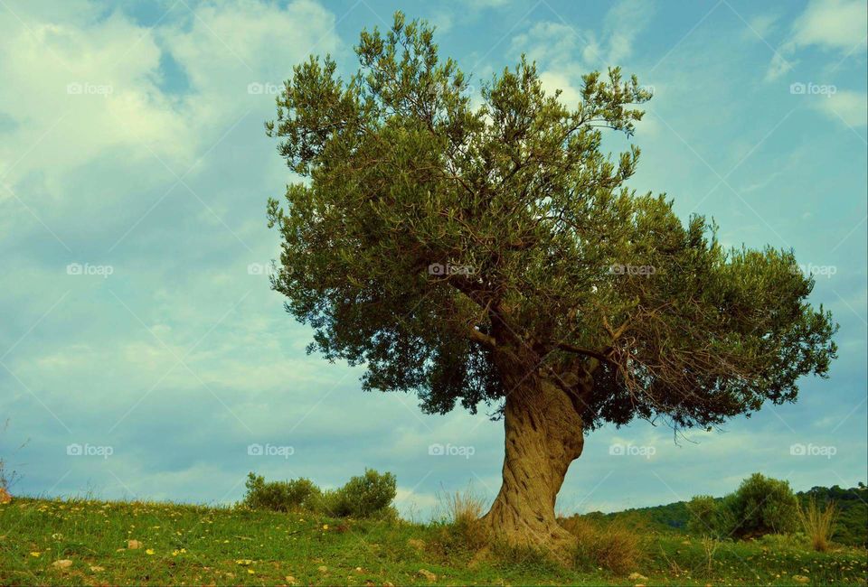 Greece photography Sun sunny spring olive tree