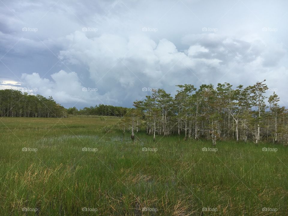 Grassy Waters Preserve West Palm Beach 