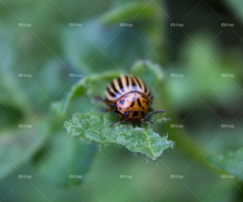 Insect, Nature, No Person, Outdoors, Wildlife