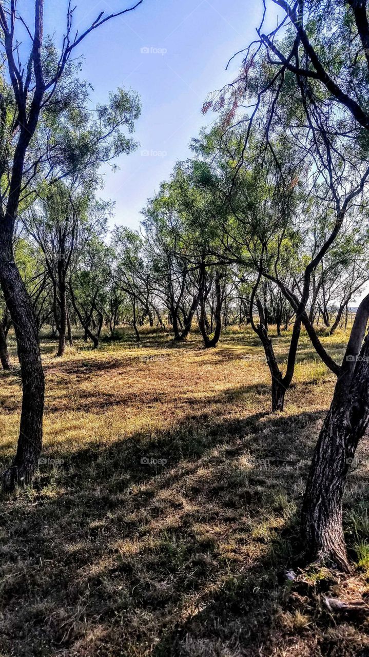 Mesquite Trees Surry County Ira Texas
