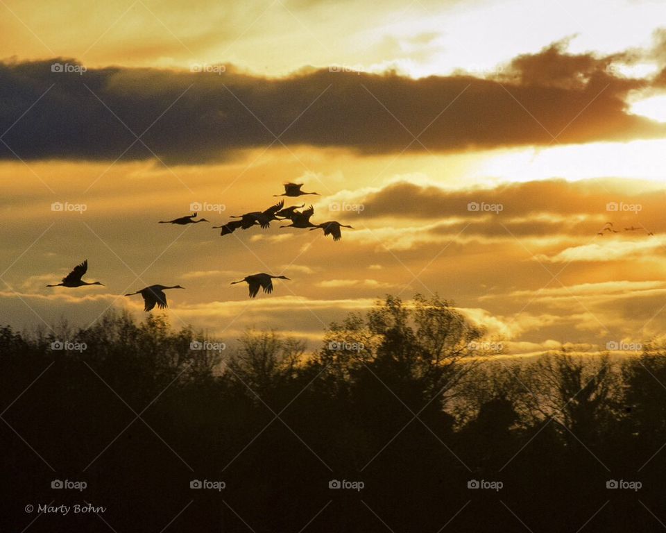 Migration of Sand Hill Cranes in Indiana