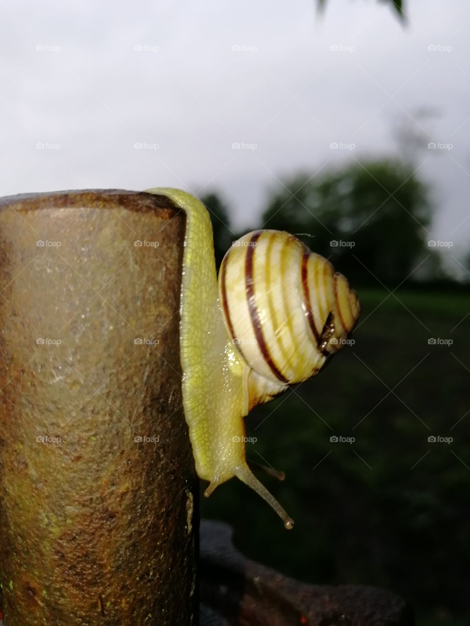 Радость ползет улиткой.
У горя бешеный бег