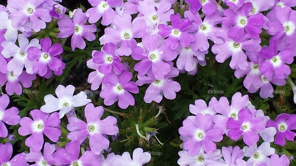 little purple flowers