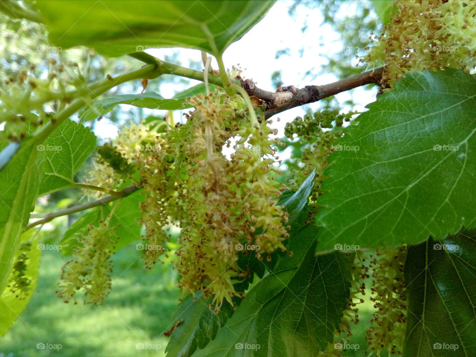 blossom tree