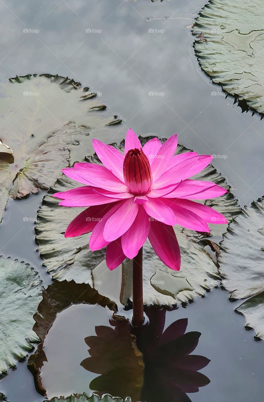 Lotus flower