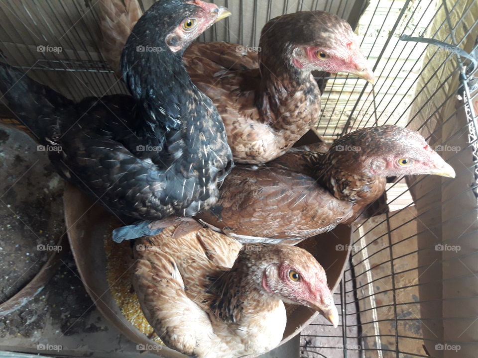 Reunião das galinhas