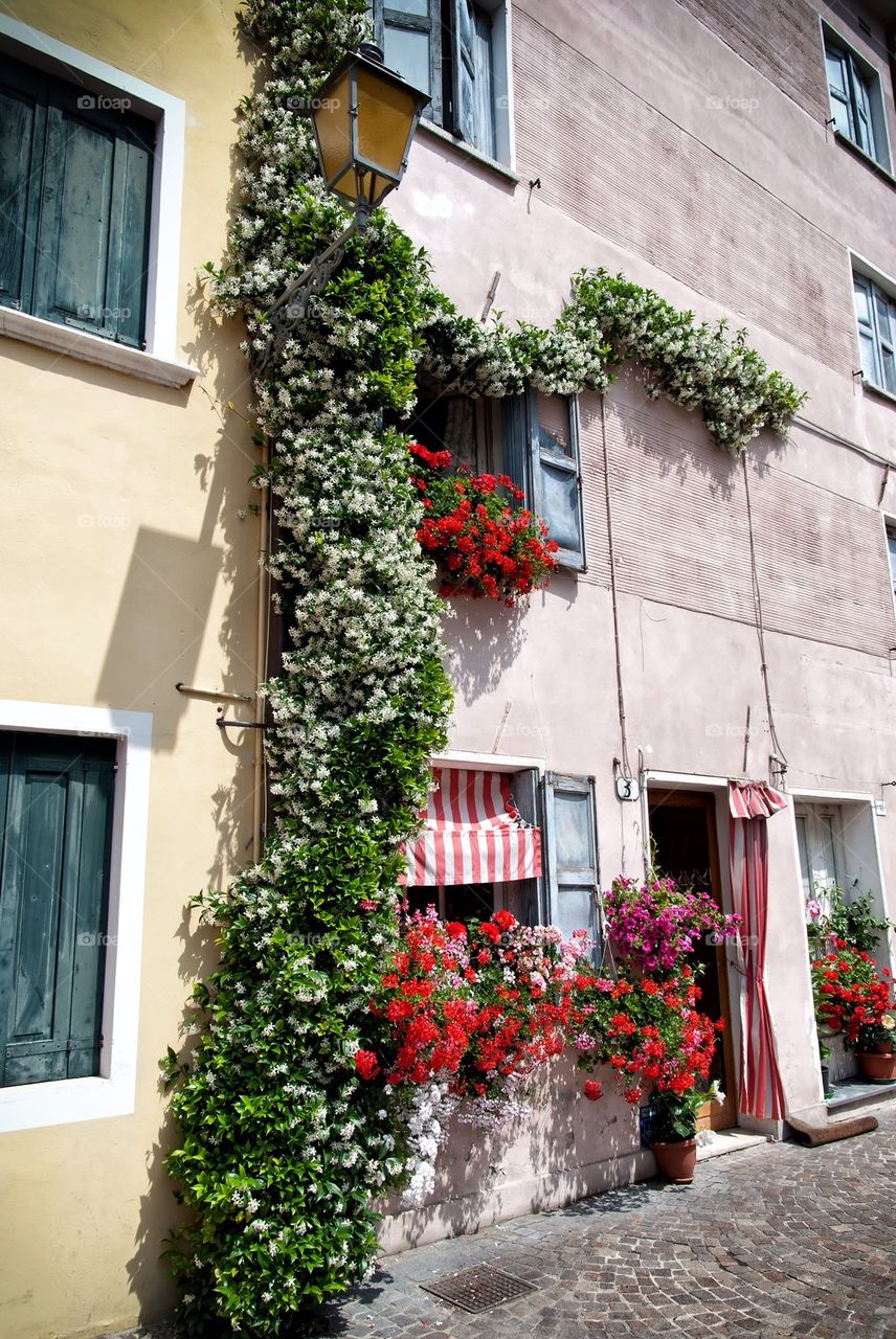 street green flowers italy by lacos