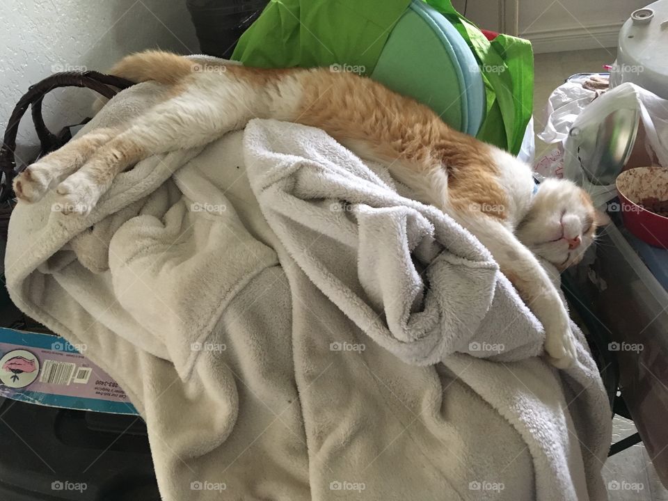 Tom my orange and white cat almost upside down asleep on my robe. Silly thing!!!!