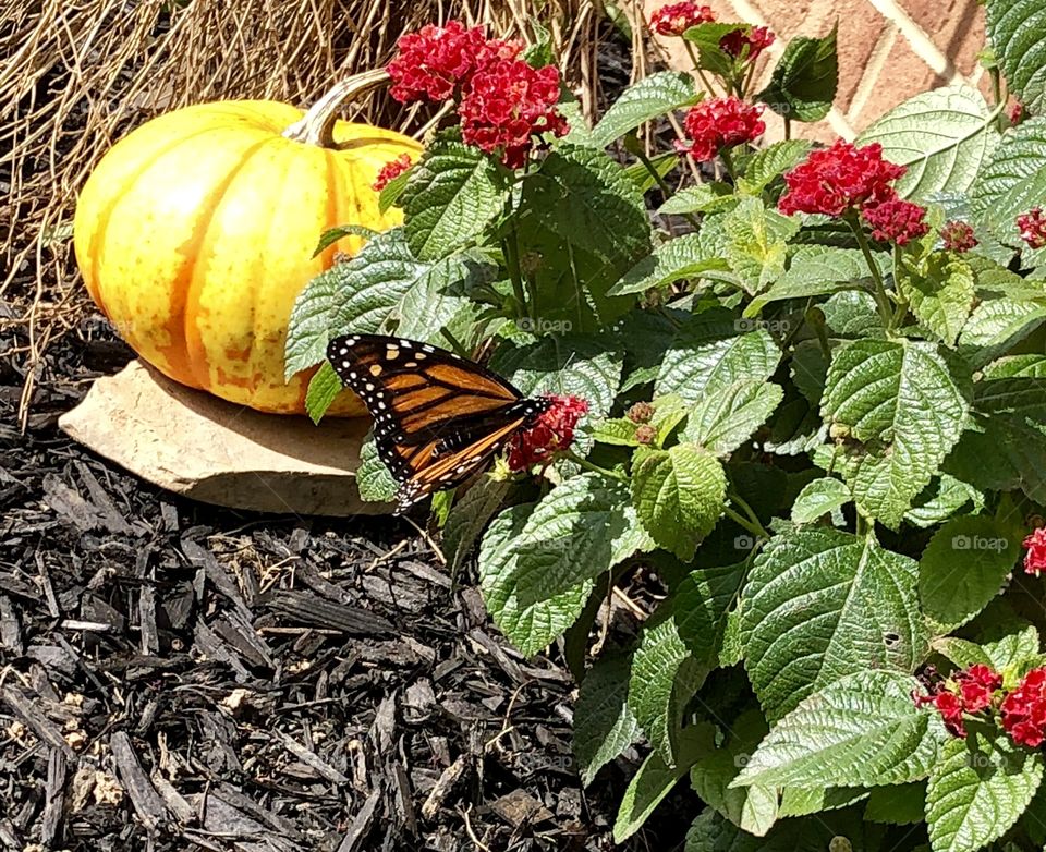 Monarch butterfly in flower garden 