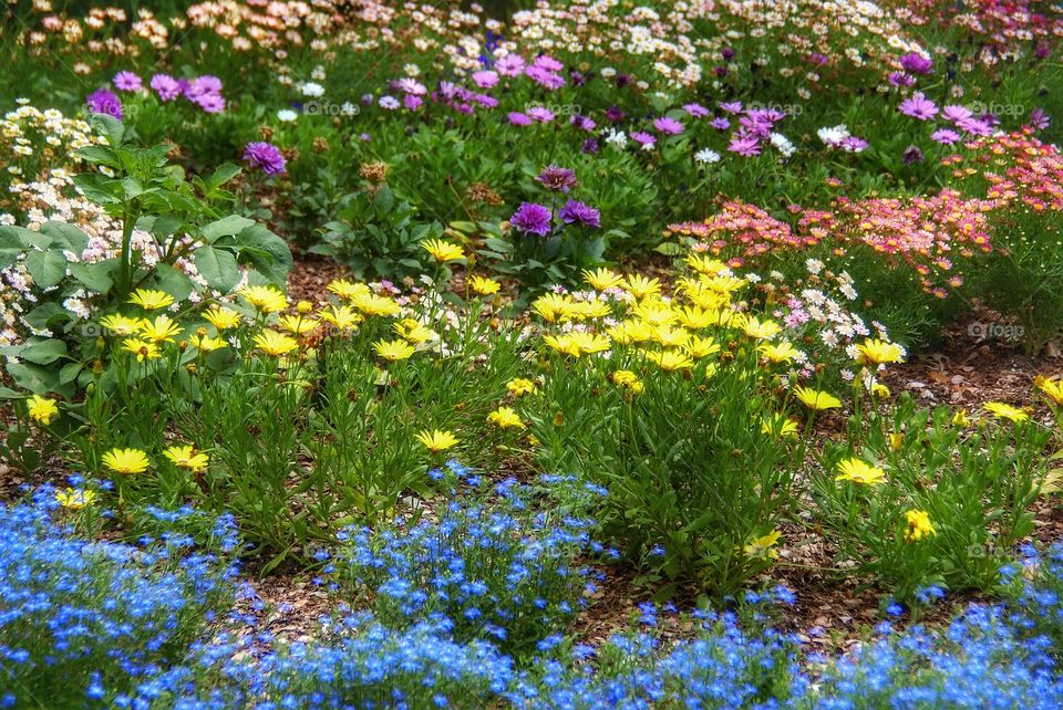 Variety of colorful flowers