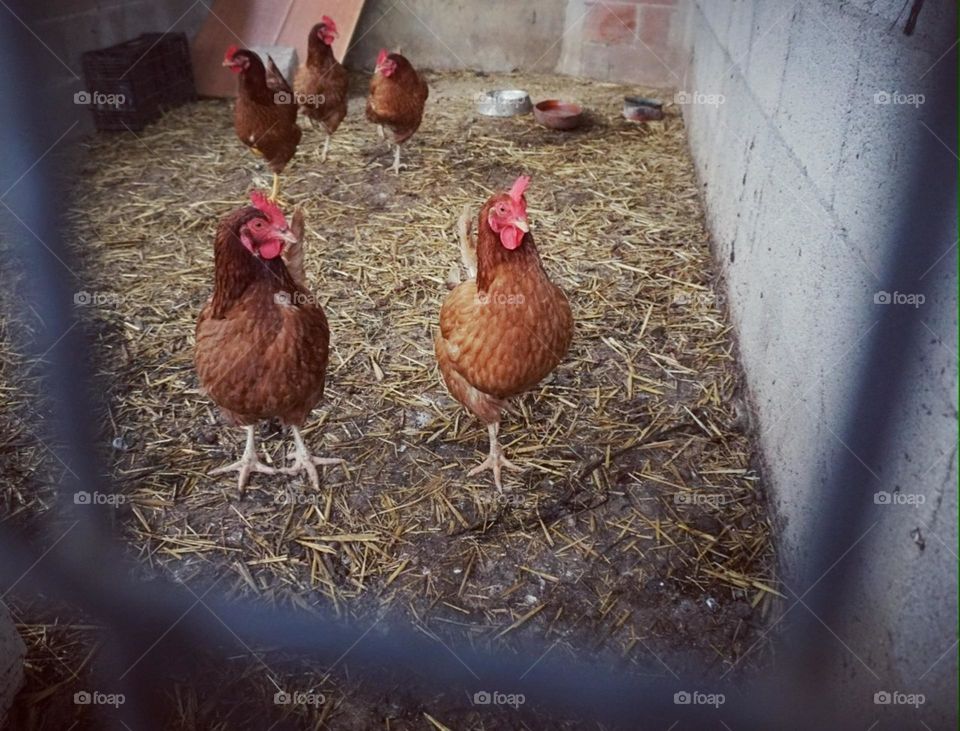 Hens#animals#home#colors