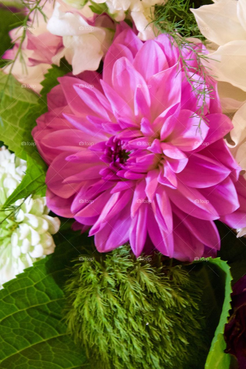 White and pink chrysanthemums closeup in natural light