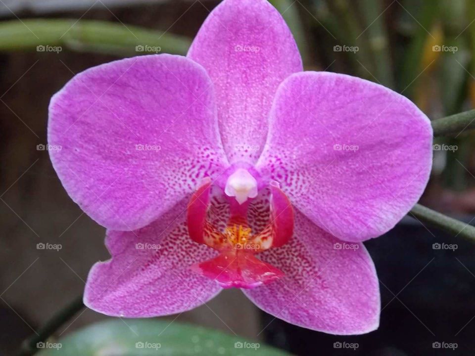 Exotic Orchid Pink