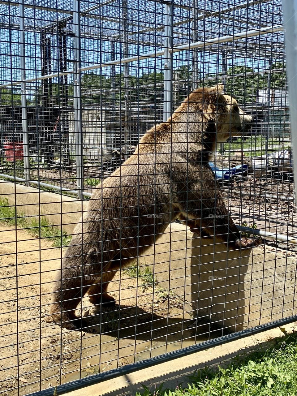 What a beautiful creature! Silly bear!