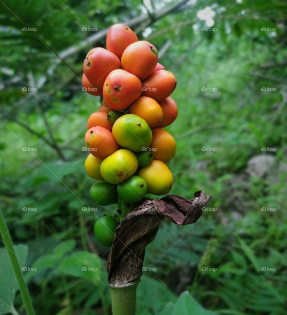 Wild berries : wild fruits, red and yellow berries, green nature, satpuda ranges, india