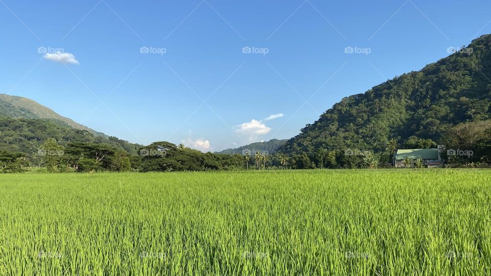 Rice Field Philippines