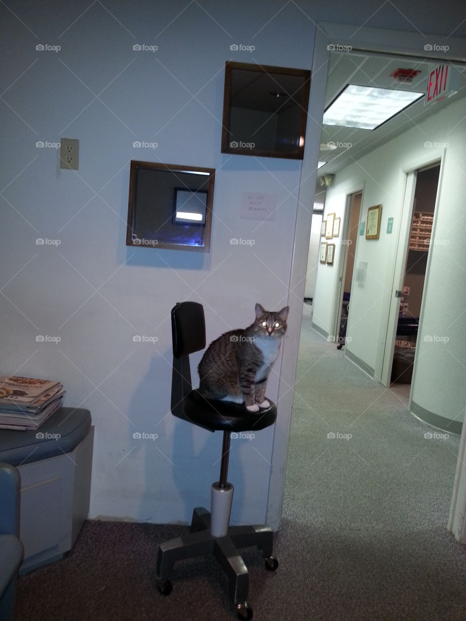 cat in chair at opthalmologist office waiting for a checkup