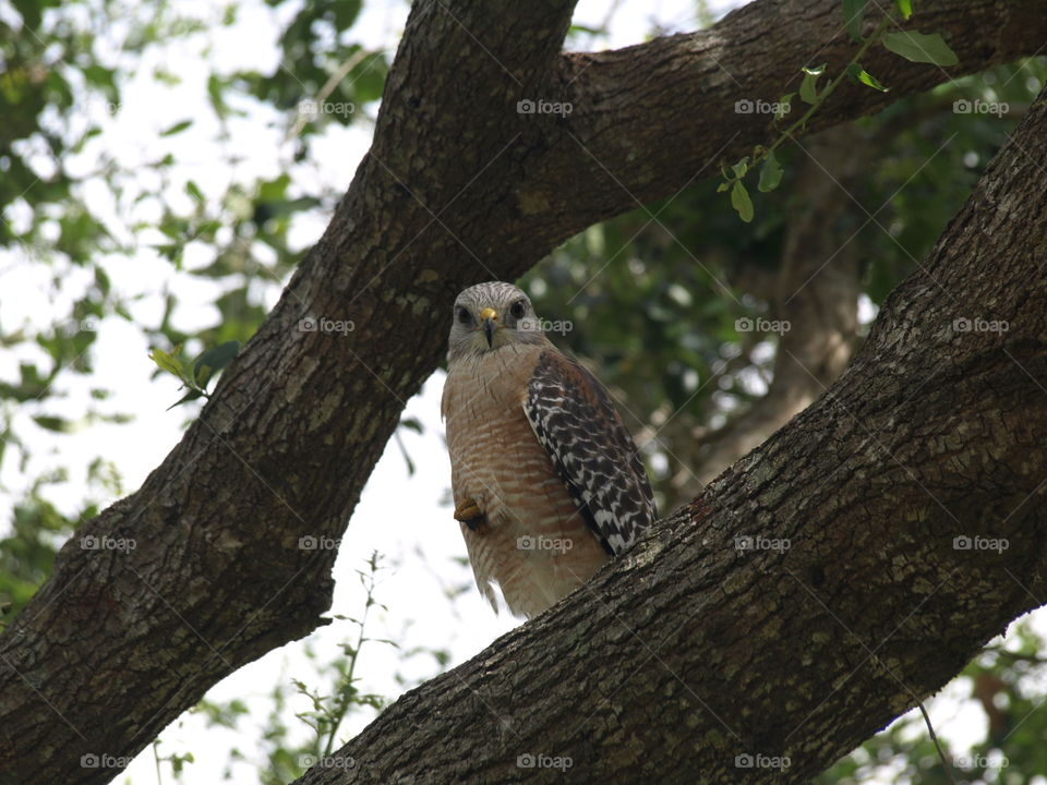 Red-shouldered hawk perching on tree
