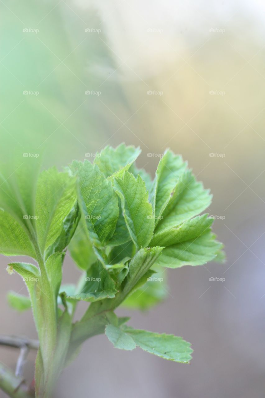 Gyllins garden Malmö, Sweden 