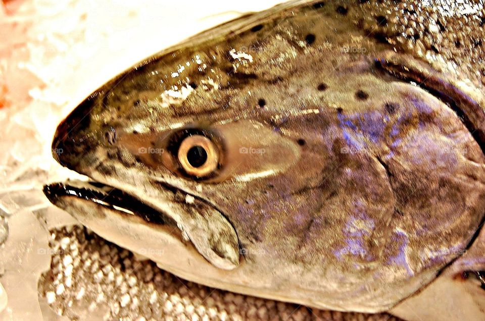 fish head (Pike's Place, Seattle)