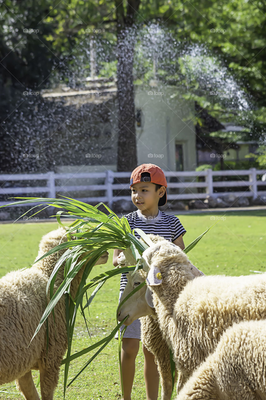 The  white sheep eat grass in the hands of Asian boys.