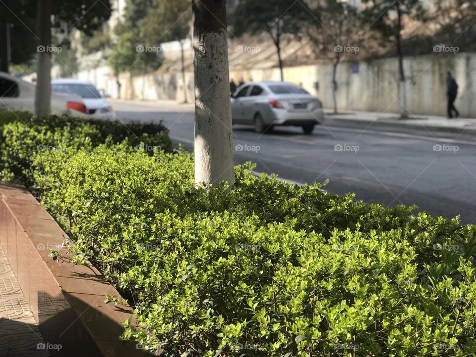 make green by planting trees, flowers, etc.