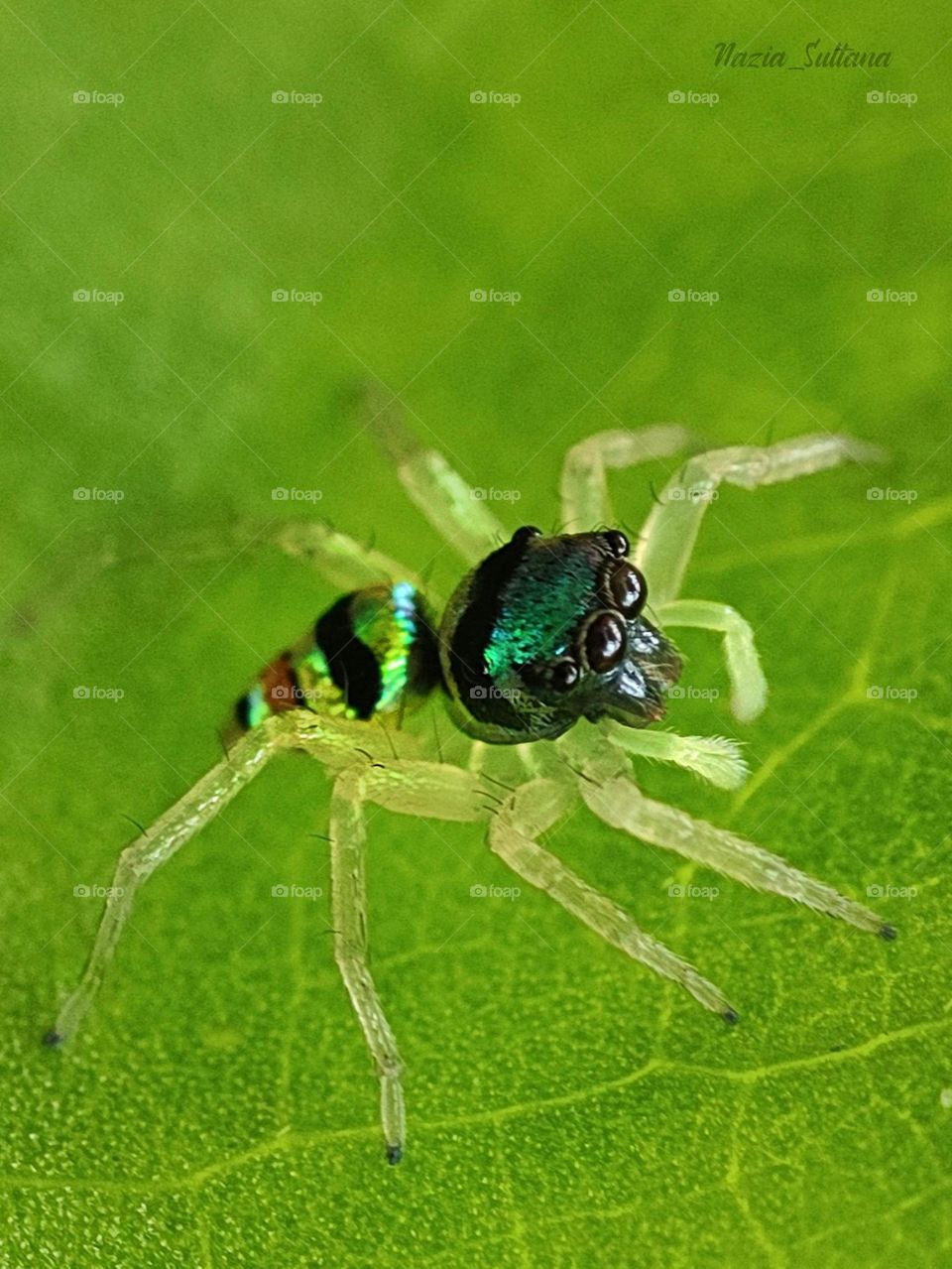 banded Phintella spider