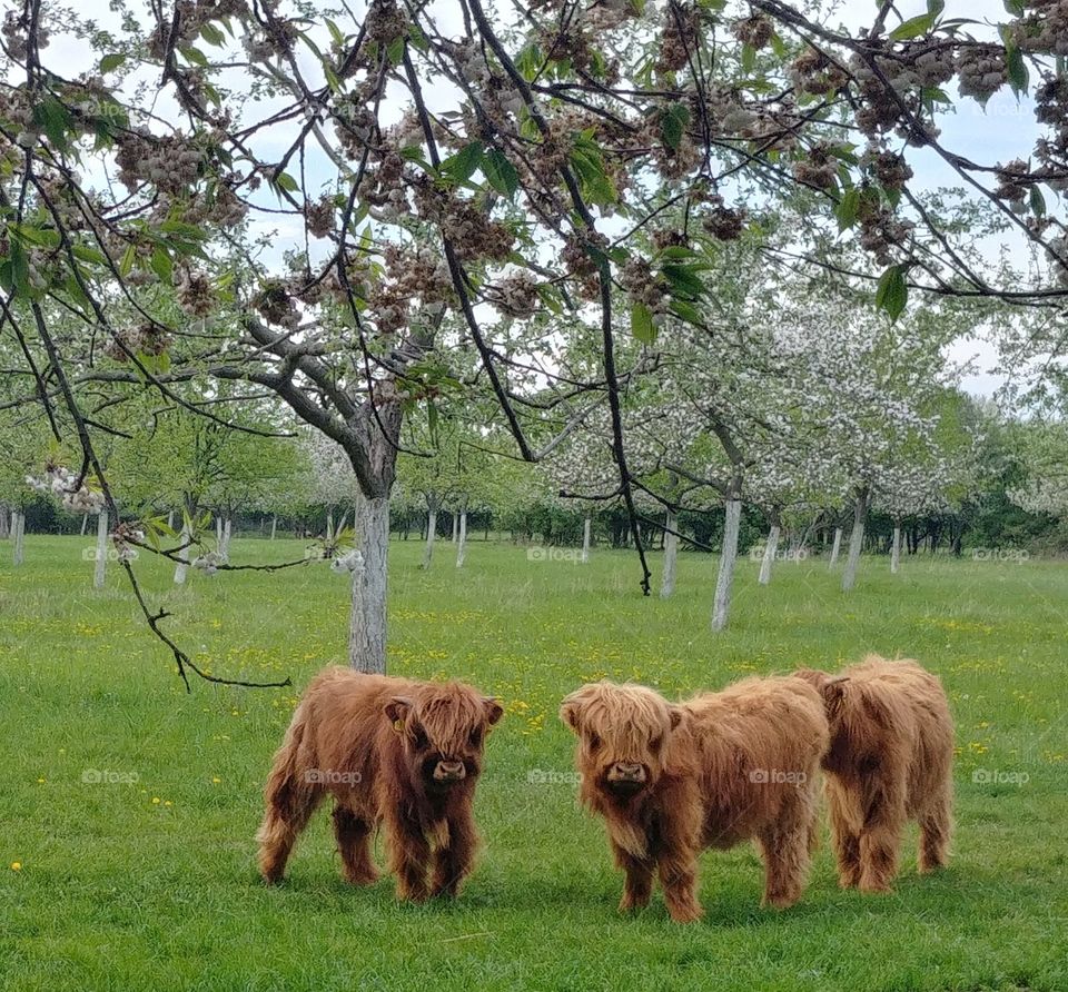 rind kuh weode higland