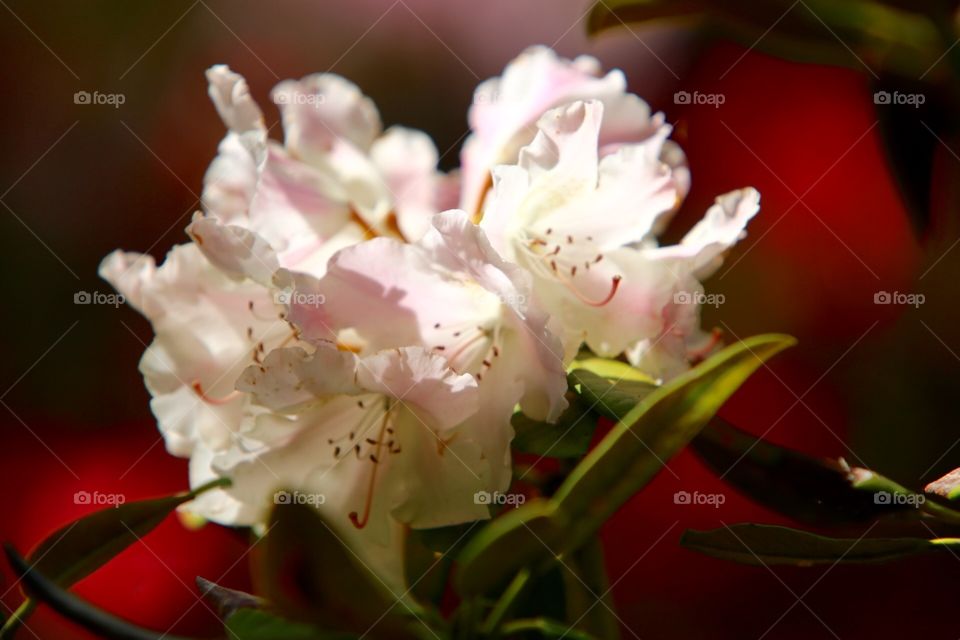 Rhododendron blossoms 