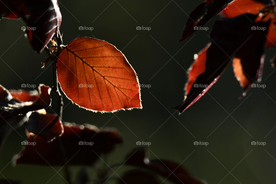 José Luis Rodríguez