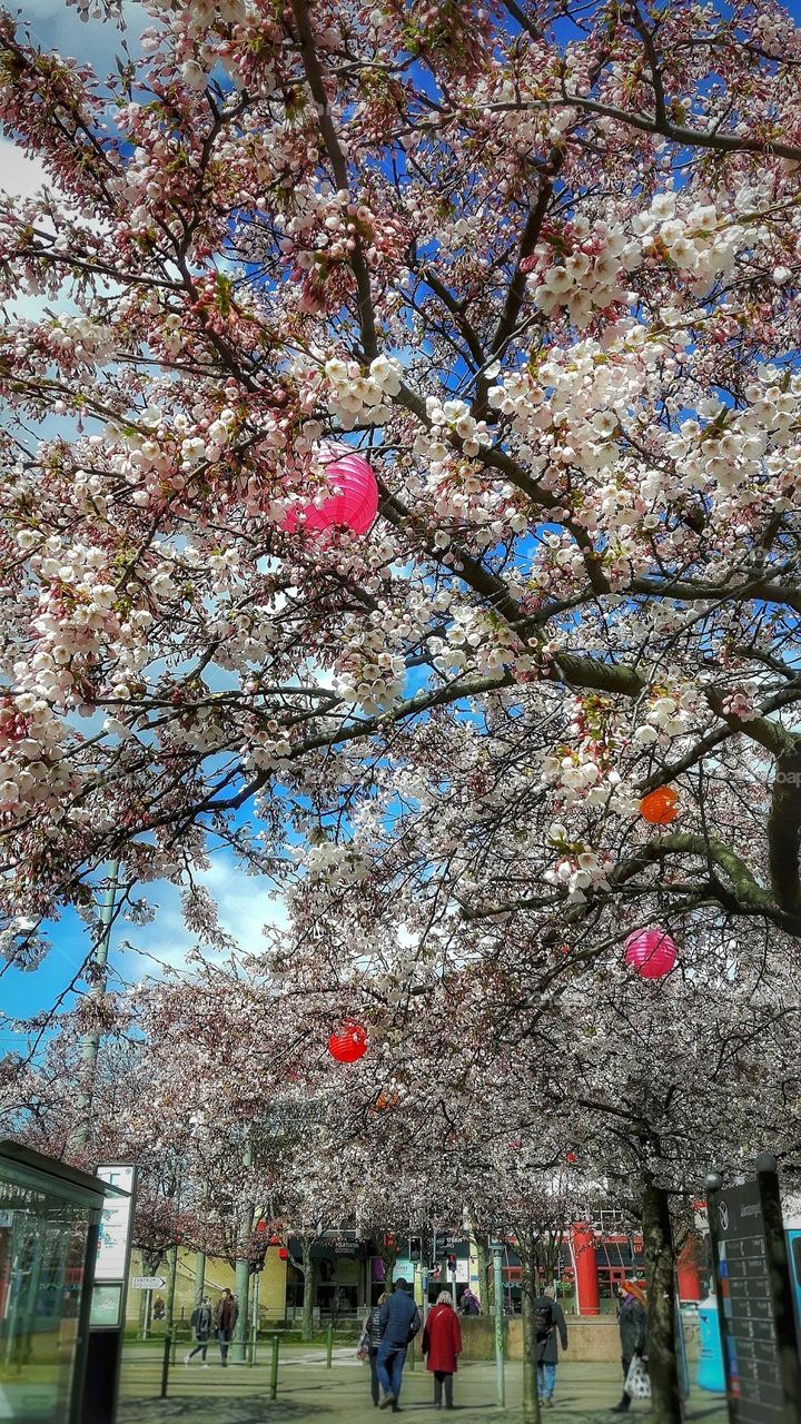 Cherry tree in the city