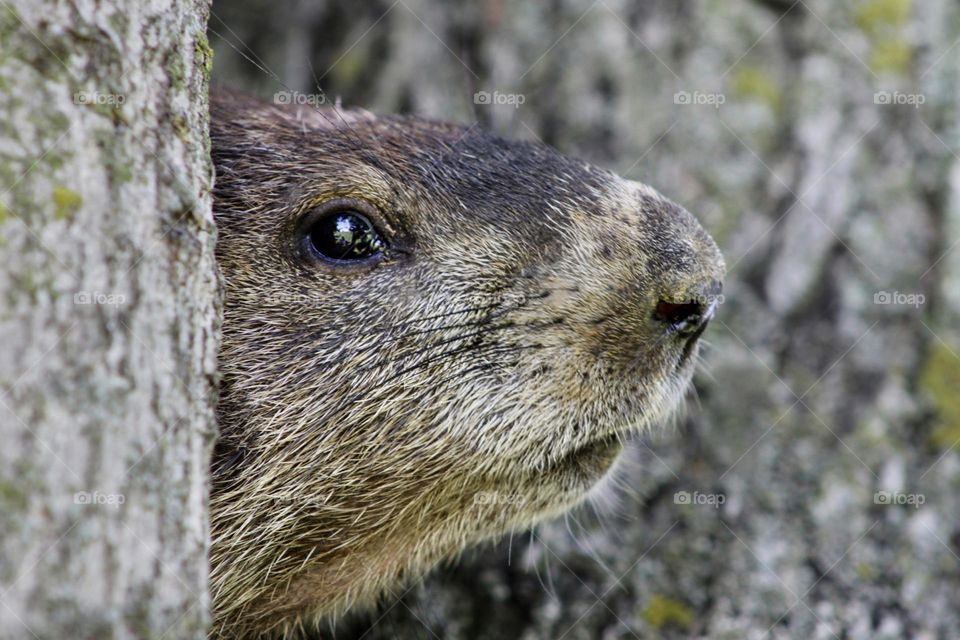 Groundhog 