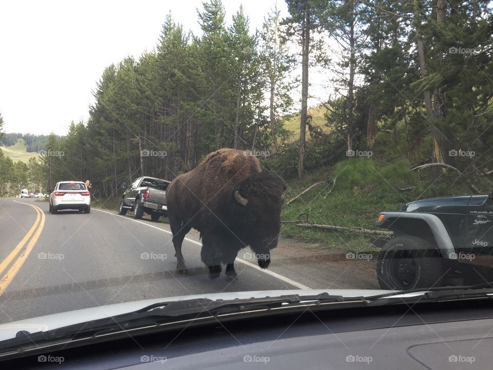 This was a daily occurrence on my commute while I worked in Yellowstone national park