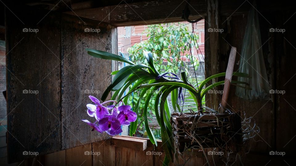 Orquídea na janela.