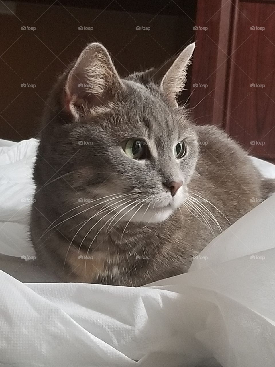 Playing in the wrapping foam.