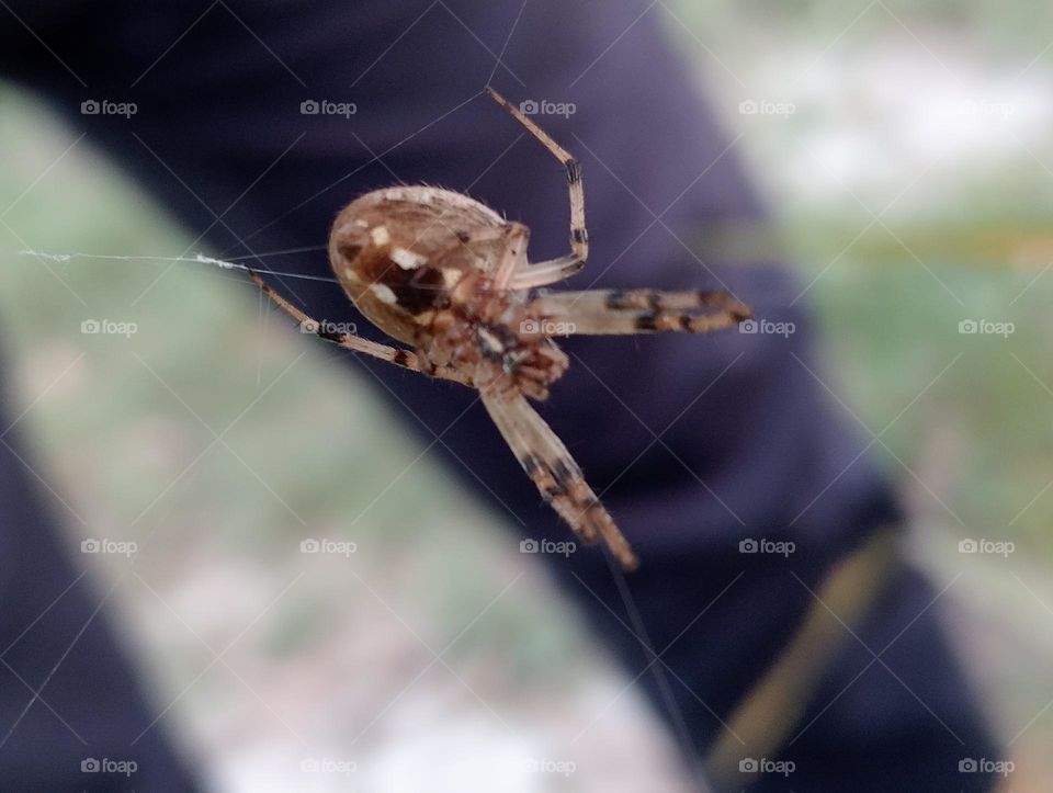 spider making a web