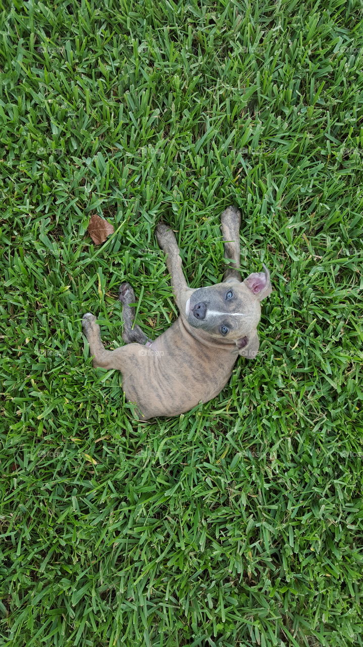Viciously cute, American Pit bull Terrier puppy at eight  weeks old.